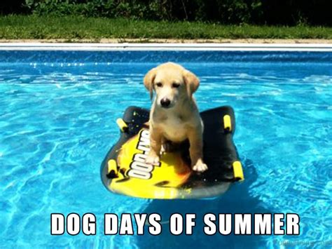 dog summer meme|animated dog days.